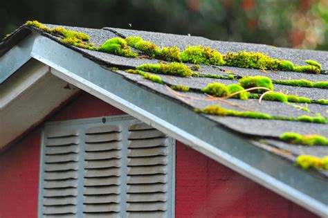 moss roof removal